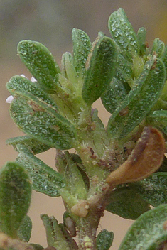 Hairy Sea-heath