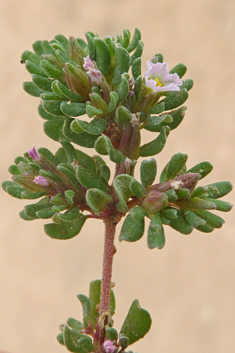 Hairy Sea-heath