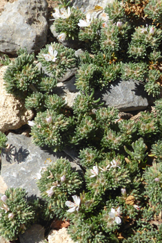 Hairy Sea-heath