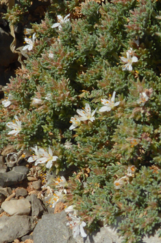 Hairy Sea-heath