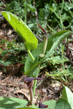 Smearwort