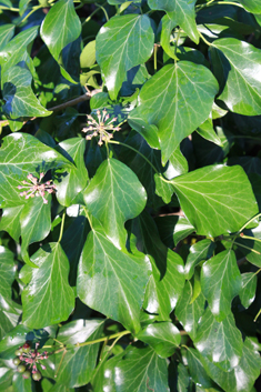 Common Ivy