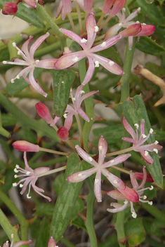 Common Smilax