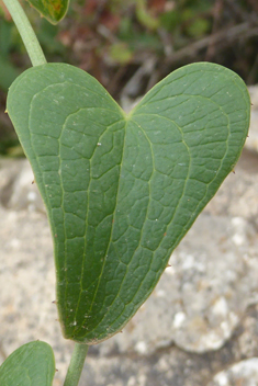 Common Smilax