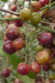 Common Smilax