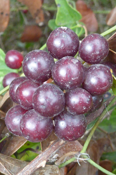 Common Smilax