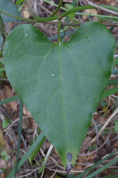 Evergreen Birthwort