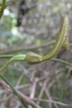 Evergreen Birthwort