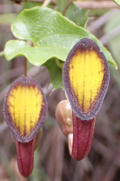 Evergreen Birthwort