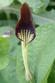 Smearwort