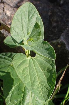 Elongate Birthwort