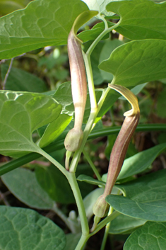 Elongate Birthwort