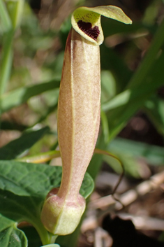 Elongate Birthwort