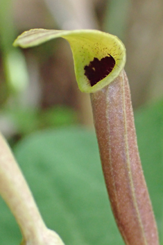 Elongate Birthwort