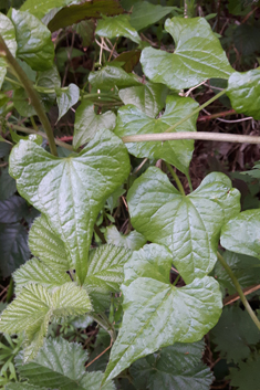 Black Bryony