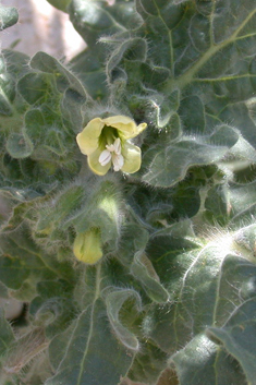 White Henbane