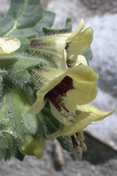 White Henbane