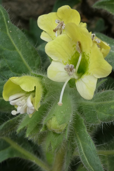 White Henbane