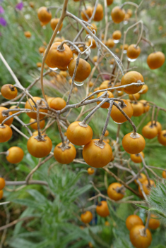 Silvery-leaved Nightshade