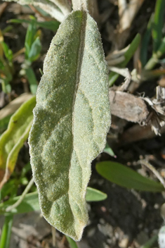 Silvery-leaved Nightshade