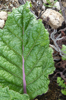 Common Mandrake