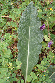 Common Mandrake
