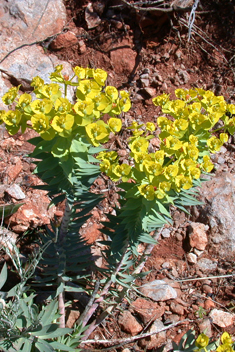 Narrow-leaved Glaucous Spurge