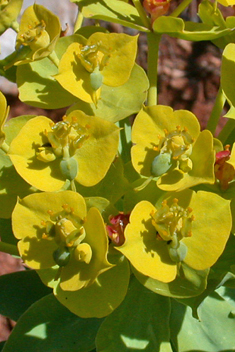 Narrow-leaved Glaucous Spurge