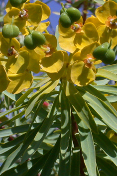 Tree Spurge