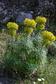 Mediterranean Spurge