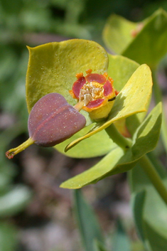 Narrow-leaved Glaucous Spurge