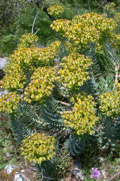 Narrow-leaved Glaucous Spurge