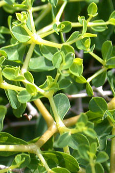 Greek Spiny Spurge