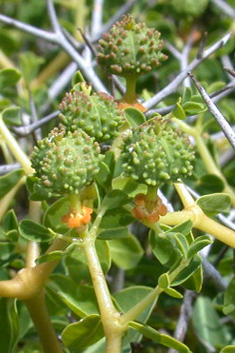 Greek Spiny Spurge