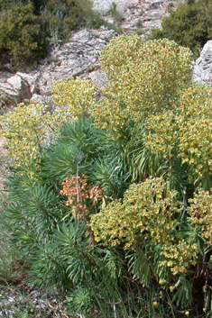 Mediterranean Spurge