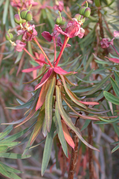 Tree Spurge