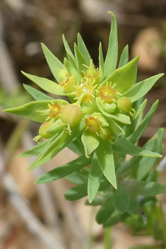 Dwarf Spurge