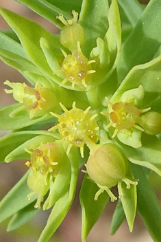 Dwarf Spurge