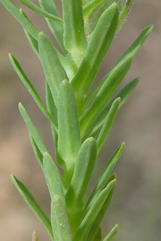 Dwarf Spurge