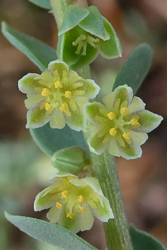 Andrachne telephioides