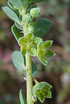 Andrachne telephioides