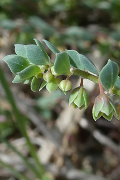 Andrachne telephioides