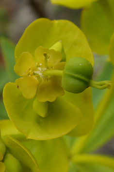 Tree Spurge