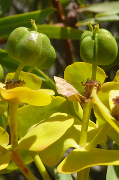 Tree Spurge