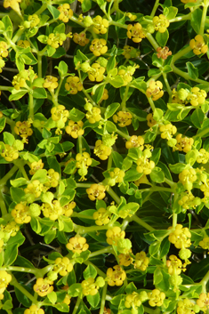 Greek Spiny Spurge