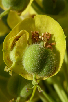 Mediterranean Spurge