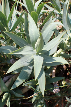 Narrow-leaved Glaucous Spurge