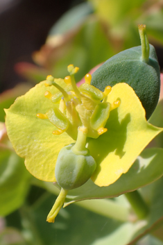 Narrow-leaved Glaucous Spurge