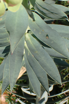 Narrow-leaved Glaucous Spurge