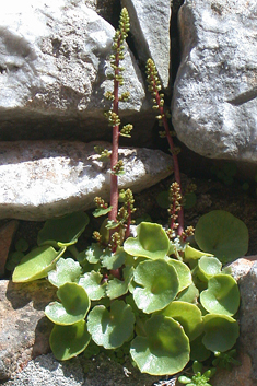 Green Navelwort